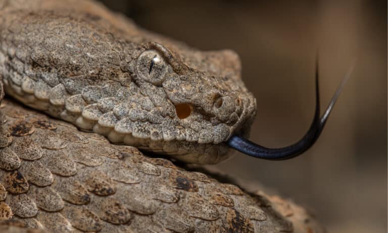 Southwestern Speckled Rattlesnake (Crotalus pyrrhus)