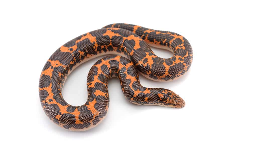 Sand Boa Morphs: Discover The 20+ Types Of Sand Boa Breeds
