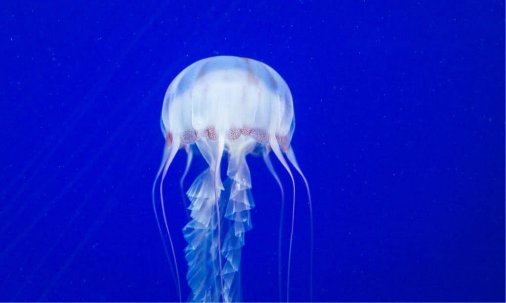 World's Deadliest Jellyfish - Box Jellyfish 