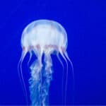 Sea wasp