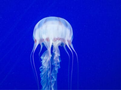 Box Jellyfish Picture