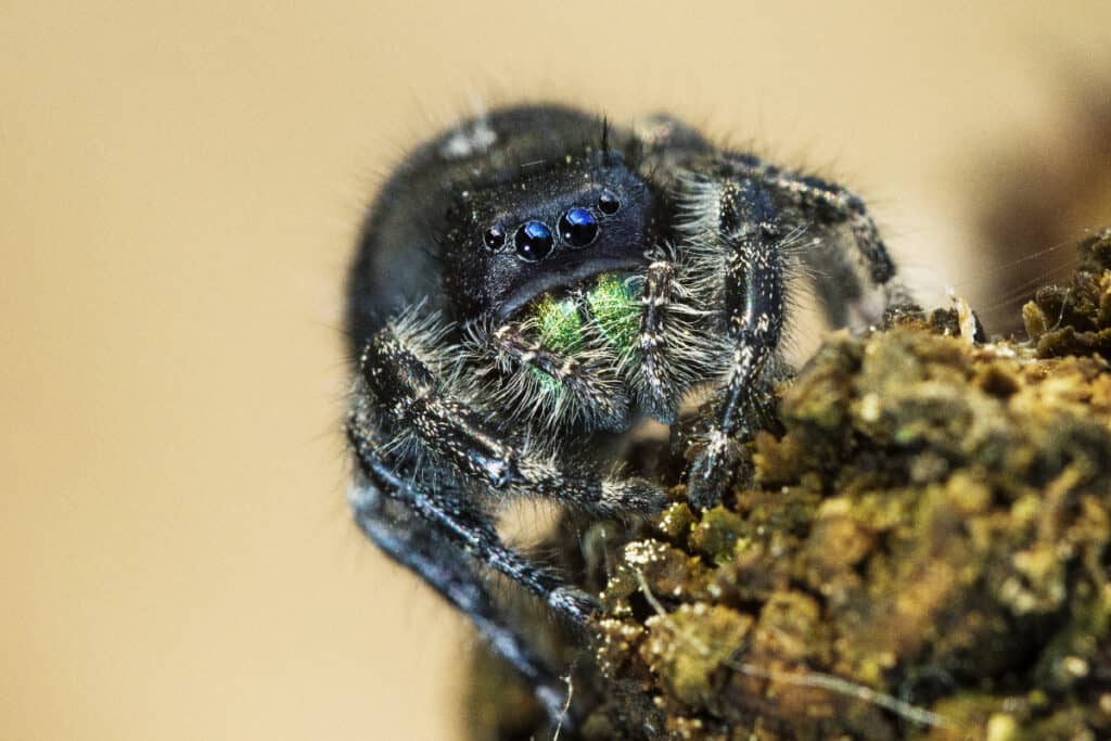 Daring,Jumping,Spider,,Or,Bold,Jumping,Spider,(phidippus,Audax,)