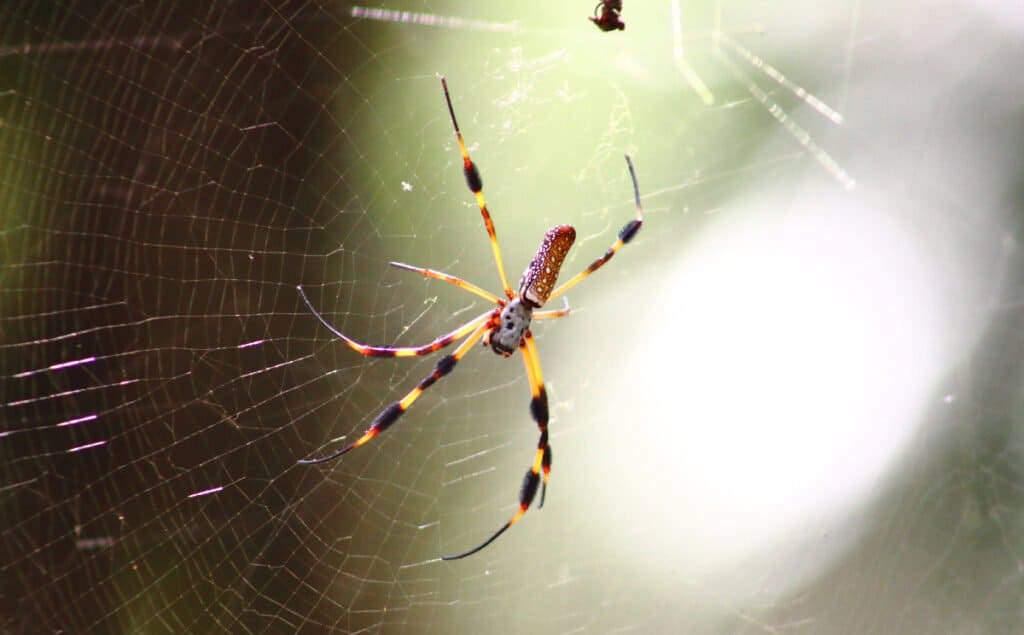 australian spider eating snake