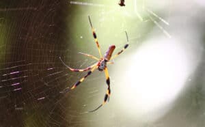 What are Florida Banana Spiders? Picture