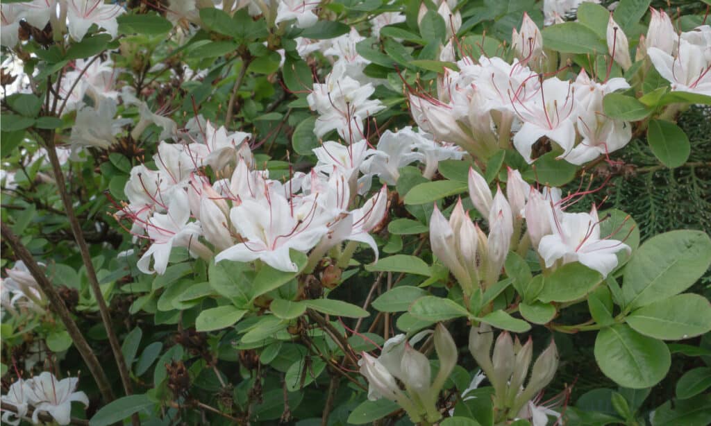 are azaleas toxic to cats and dogs