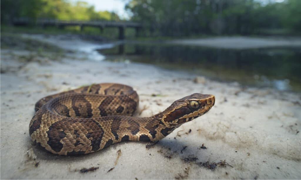 Florida cottonmouths are found in virtually every wetland habitat in Florida