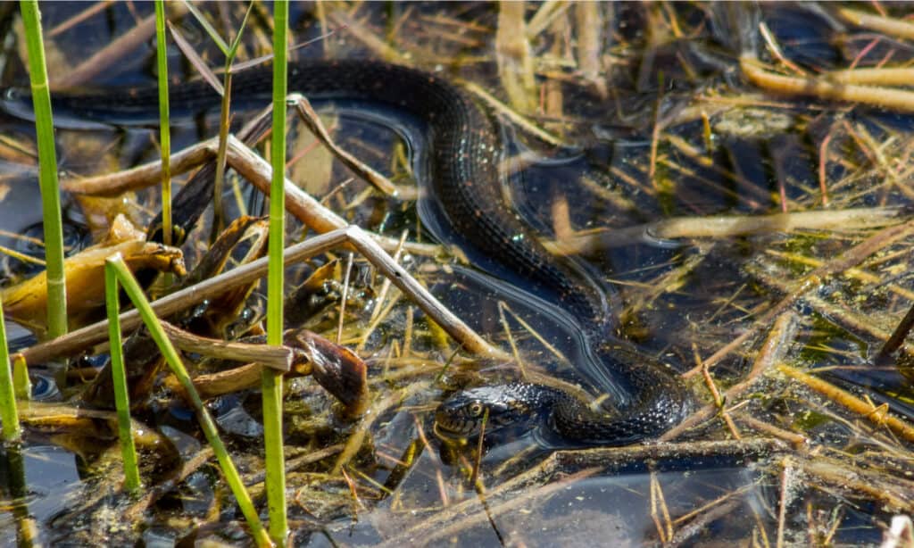 These snakes have large heads and small scales underneath their eyes.