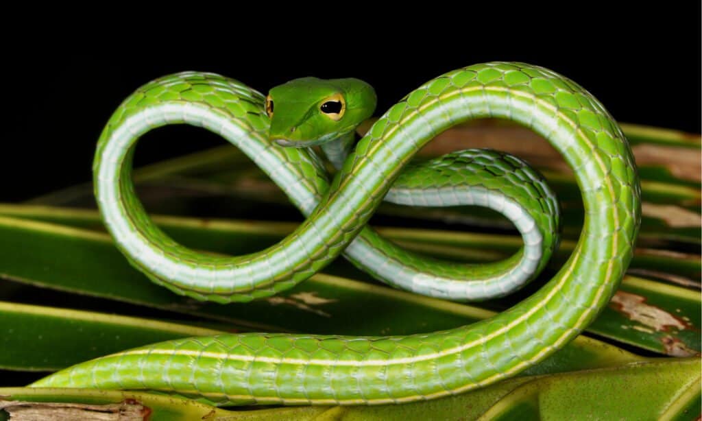 unique snakes