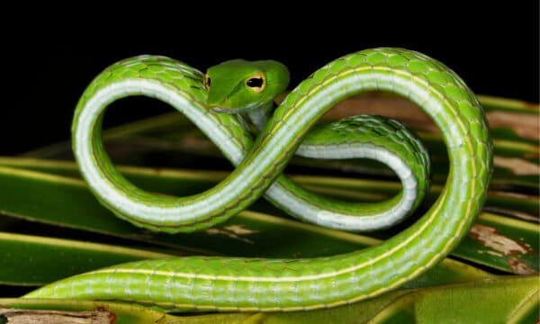 Vine Snake - A-Z Animals