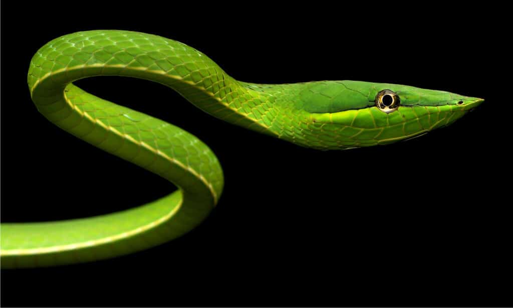 tropical rainforest green snakes