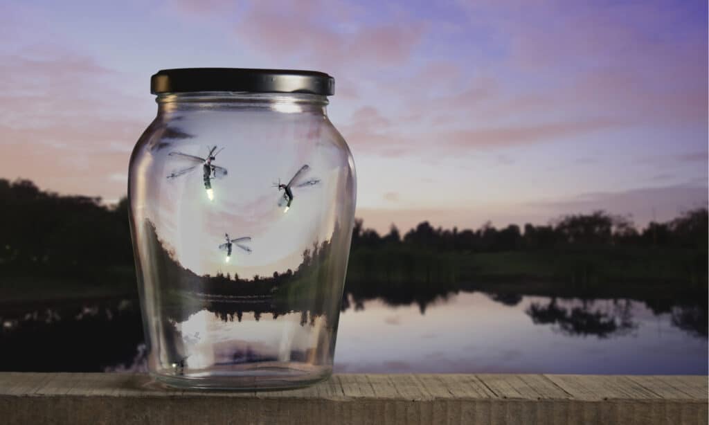 What Do Fireflies Eat - Fireflies in Jar