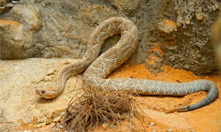 aruban rattlesnake