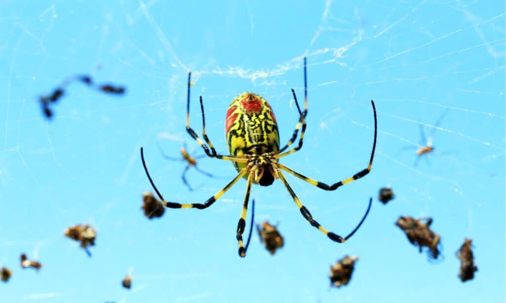 Joro Spider in Web