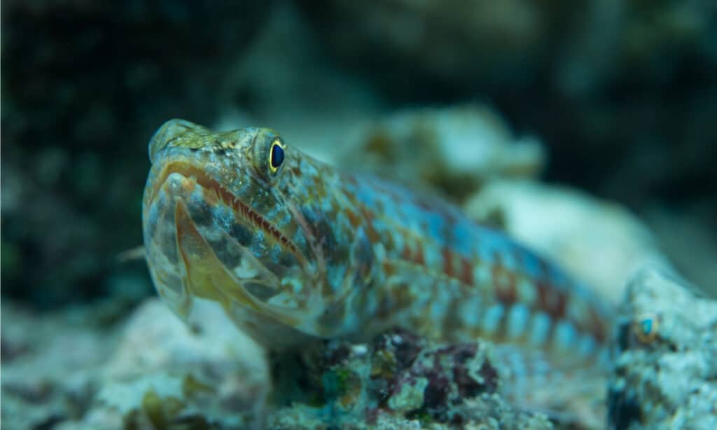 lizardfish