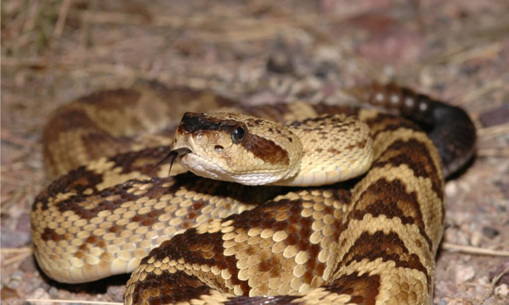 Black-tailed Rattlesnake