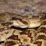 Black-tailed rattlesnake