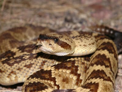 Black-Tailed Rattlesnake Picture