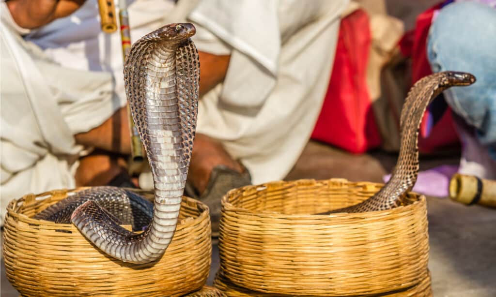 Deadliest Snakes - Snake in India 