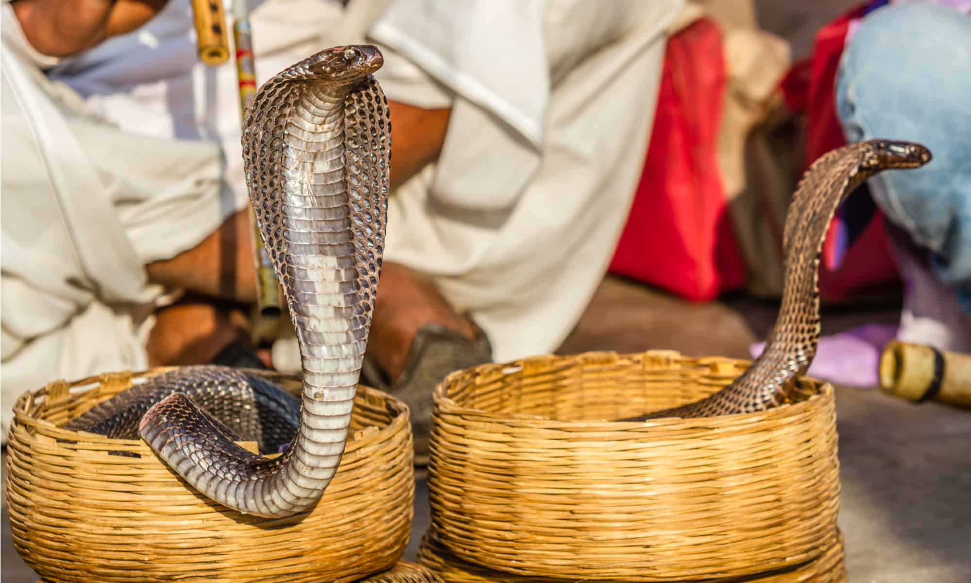 Индийский про змею