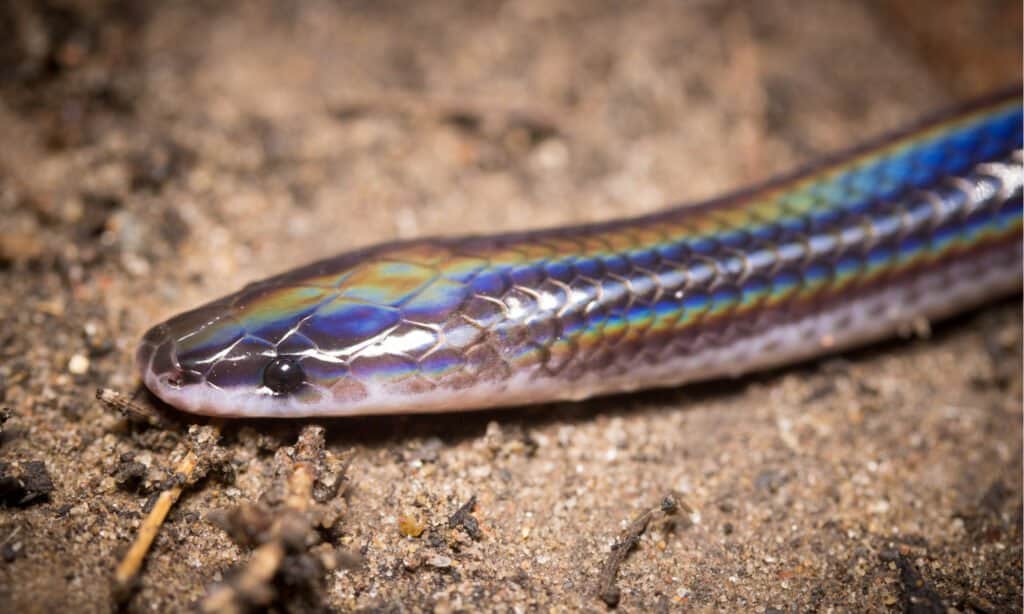 Albino Sunbeam Snake