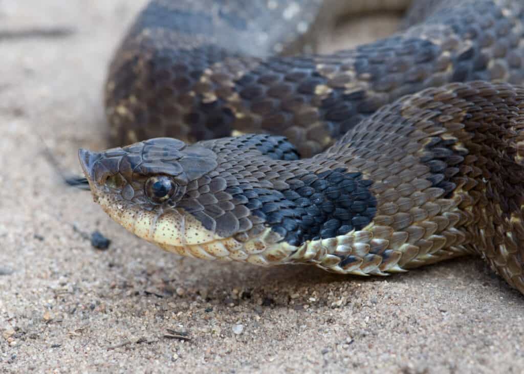 North Caroline Eastern Hognose Zombie Snake Plays Dead