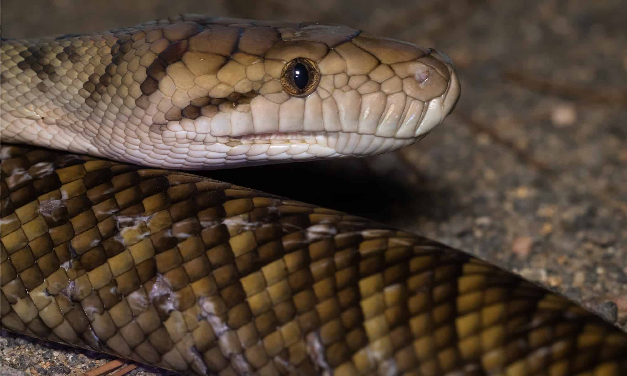 10 Snakes In Australia - A-Z Animals