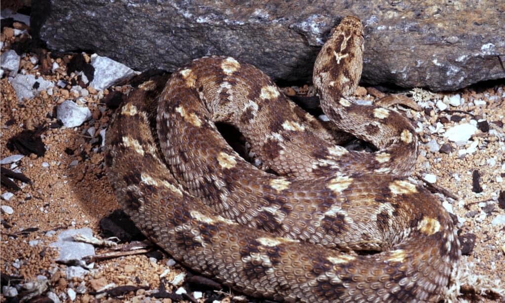 saw-scaled viper bite