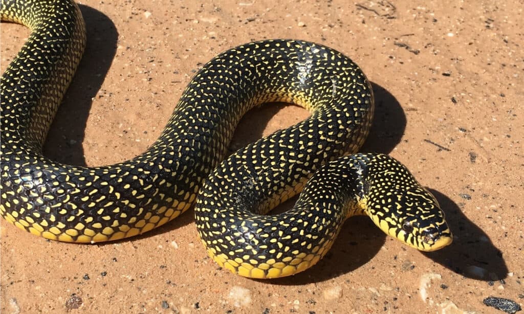 Rattlesnakes in Arkansas