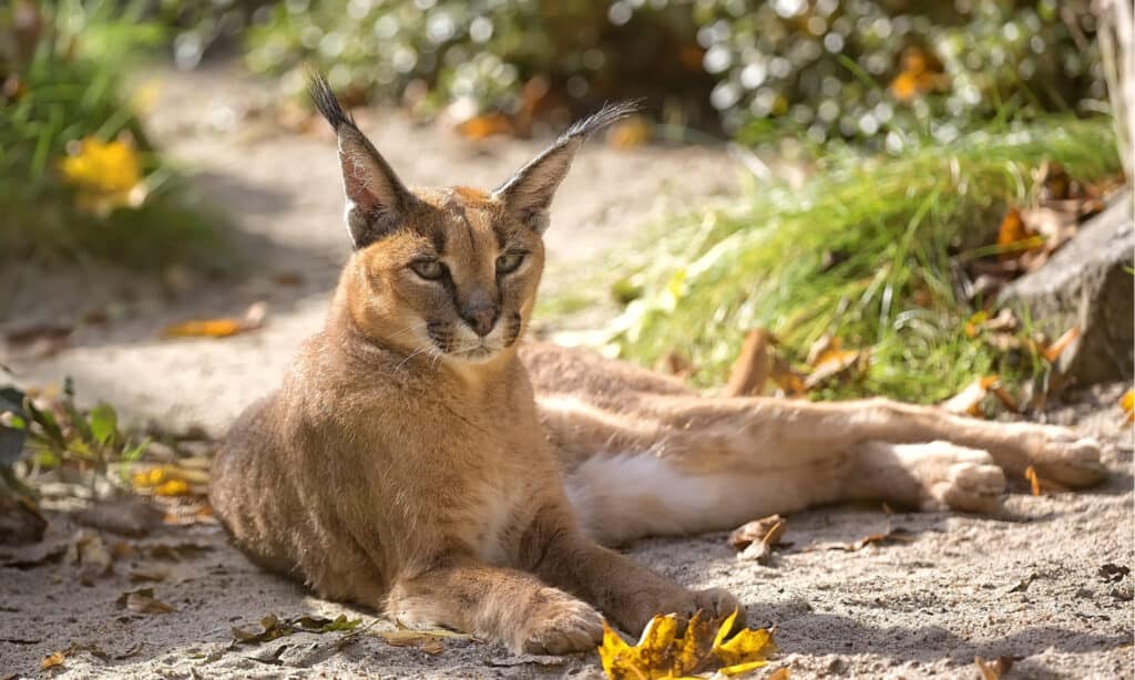 full grown caracal