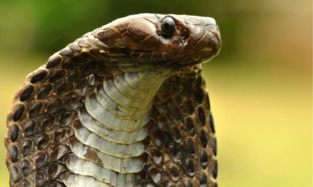 งูที่อันตรายที่สุด - งูเห่าอินเดีย