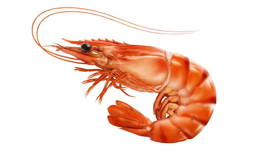 Krill Vs Shrimp- Shrimp