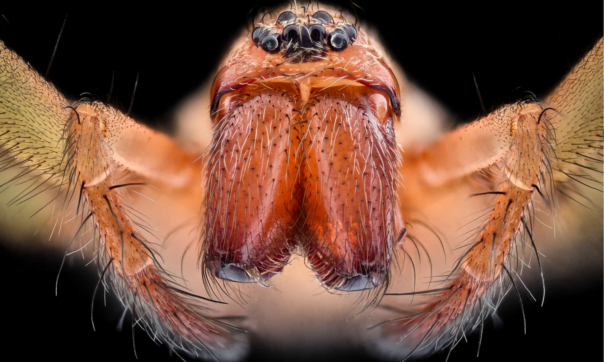 House spider (Tegenaria agrestis)