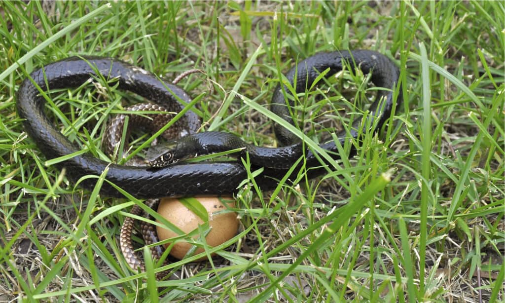 งูกินไข่