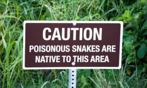Mississippi River vs. Amazon River: Which Has More Venomous Snakes? Picture