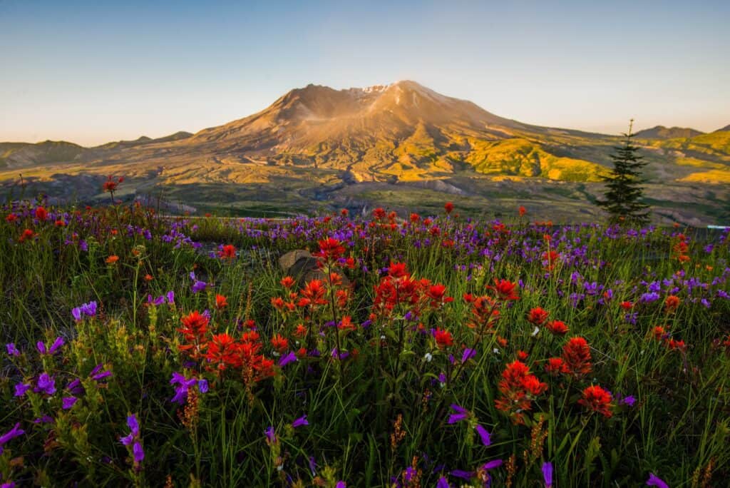 Mt,St,Helens,And,Wildflowers,At,Sunrise