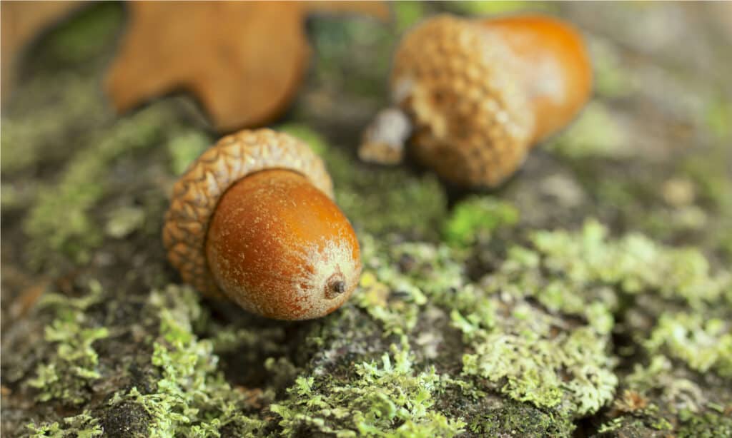 The largest acorn ever found belongs to the Chicalaba oak tree