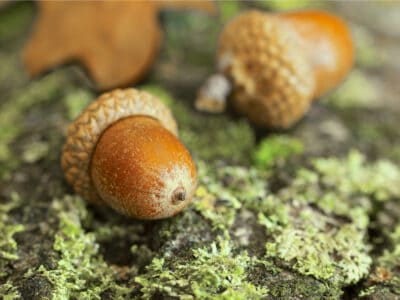 A Discover 10 Types of Acorns and How to Identify Each 