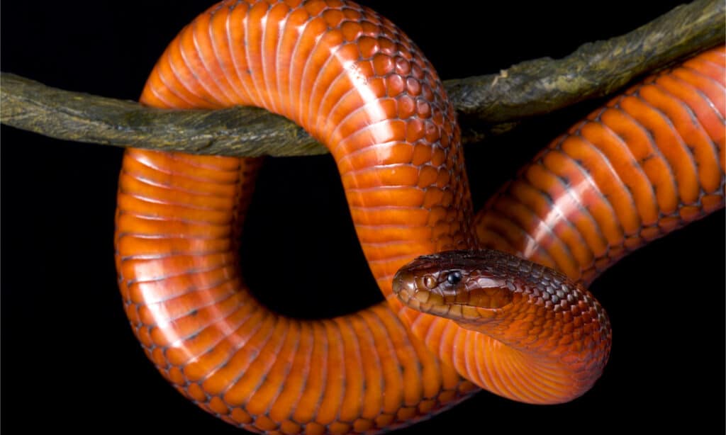 collett’s snake on branch