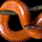 Collett's Snake