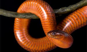 collett’s snake on branch