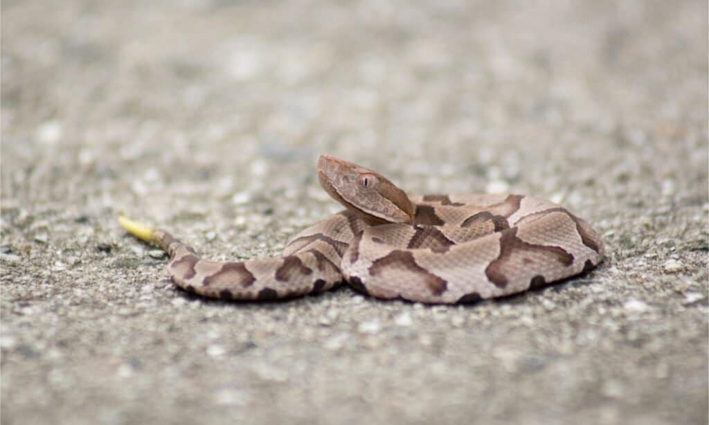 Baby Rattlesnake on Pavement