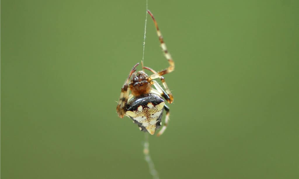 How do spiders avoid getting tangled in their own webs?