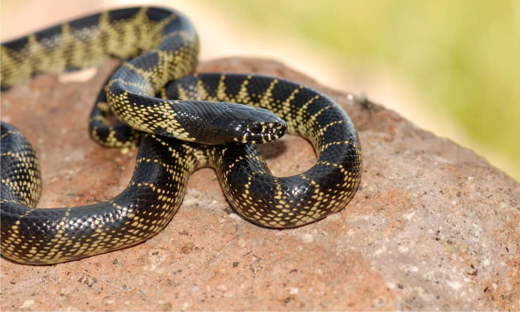 desert snake black head