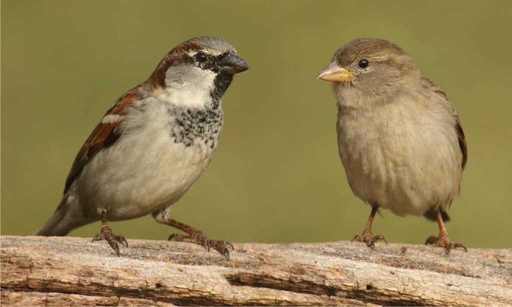 house sparrow