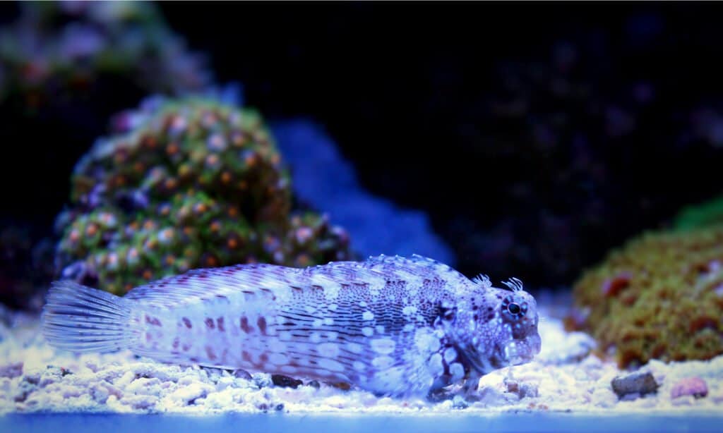 lawnmower blenny