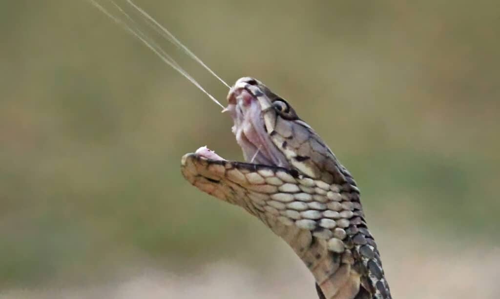 Mozambique spitting cobra - Close Up On Venom