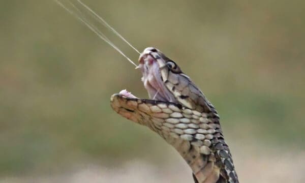 Can Animals Eat Venomous Snakes