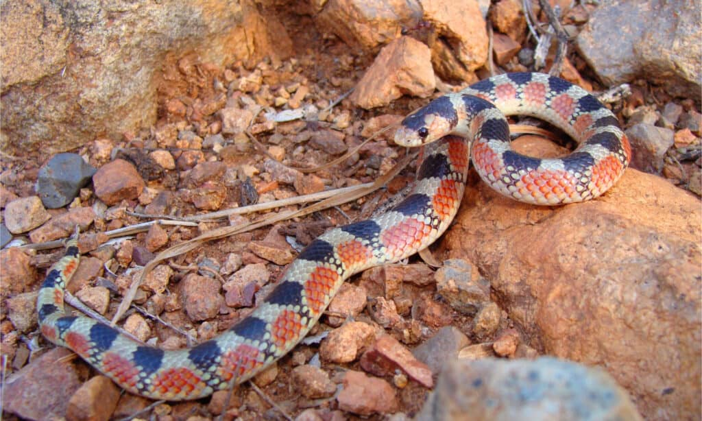 thar desert snakes