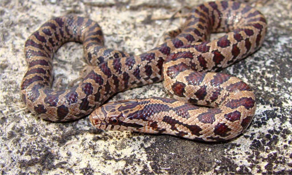 Prairie Kingsnake