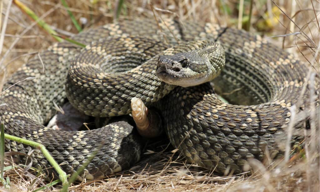 Northern Pacific rattlesnakes are also known as the western rattlesnake.